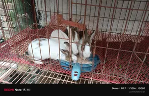 Running Rabbits