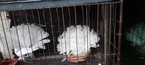 Master Pair Moyurponki Lokkha