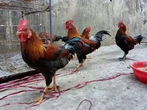 Desi Chicken for Sale
