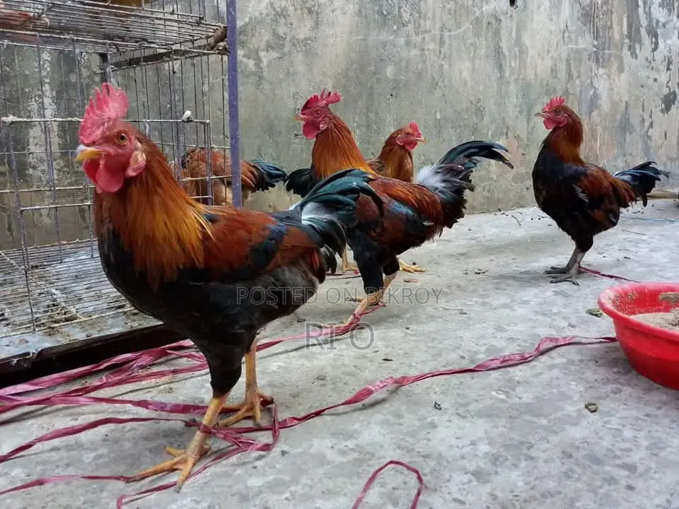 Desi Chicken for Sale