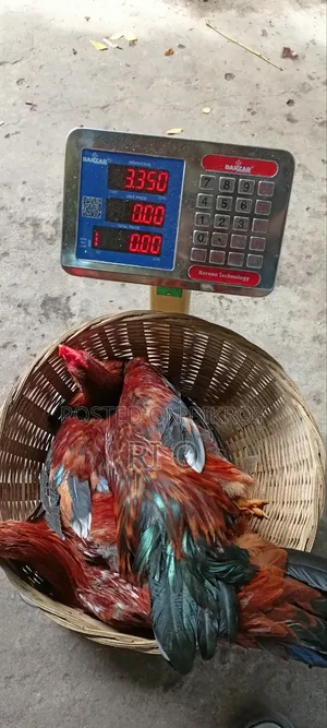 Desi Chicken for Sale