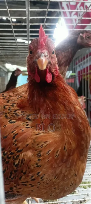 Desi Chicken for Sale