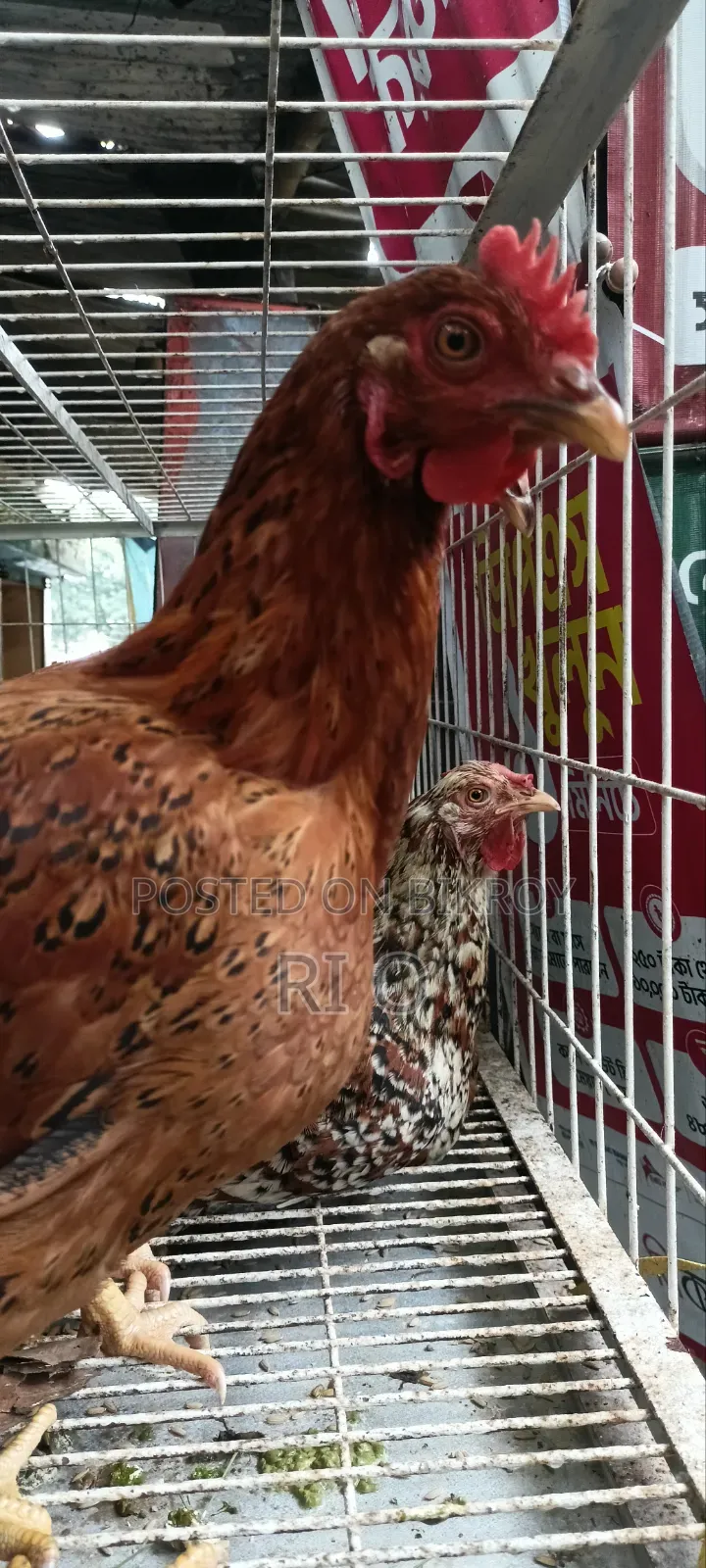 Desi Chicken for Sale