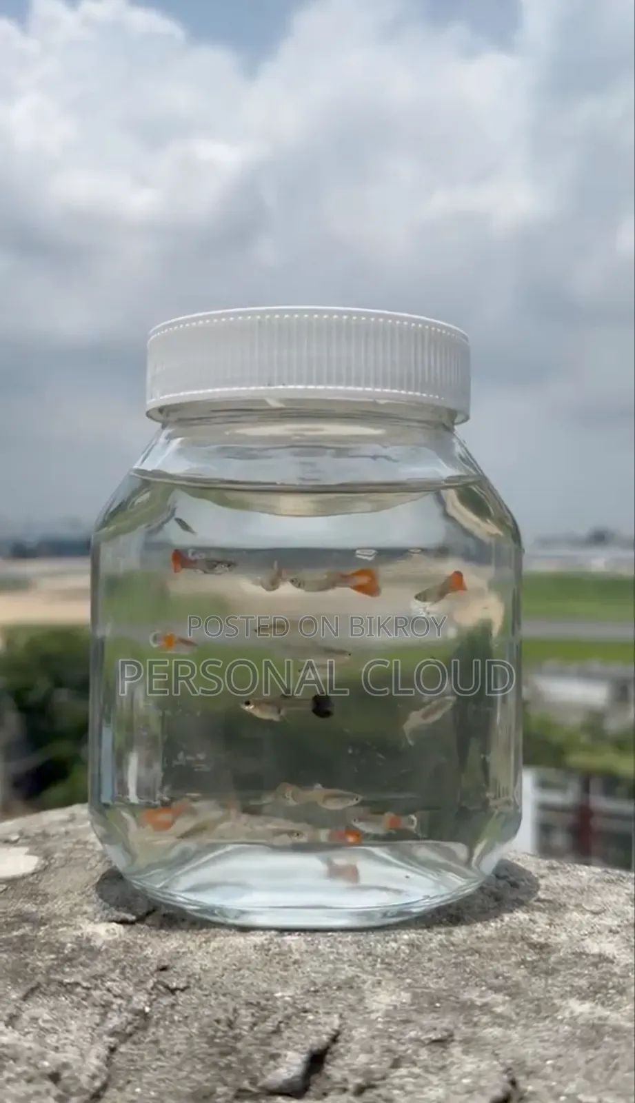 Guppy Fish