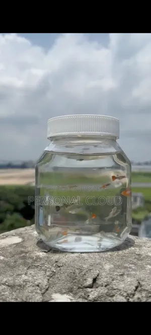 Guppy Fish