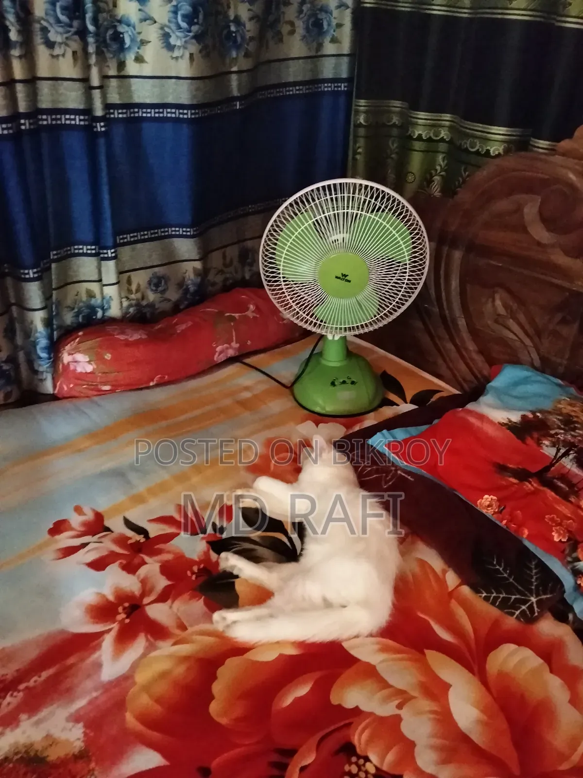 ১-৩ মাসের মেল পিউরব্রেড পার্সিয়ান