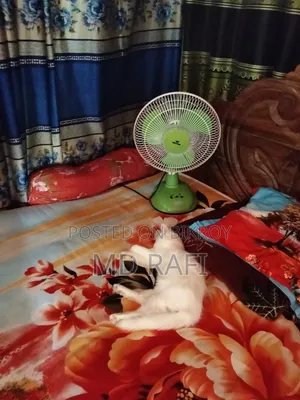 ১-৩ মাসের মেল পিউরব্রেড পার্সিয়ান