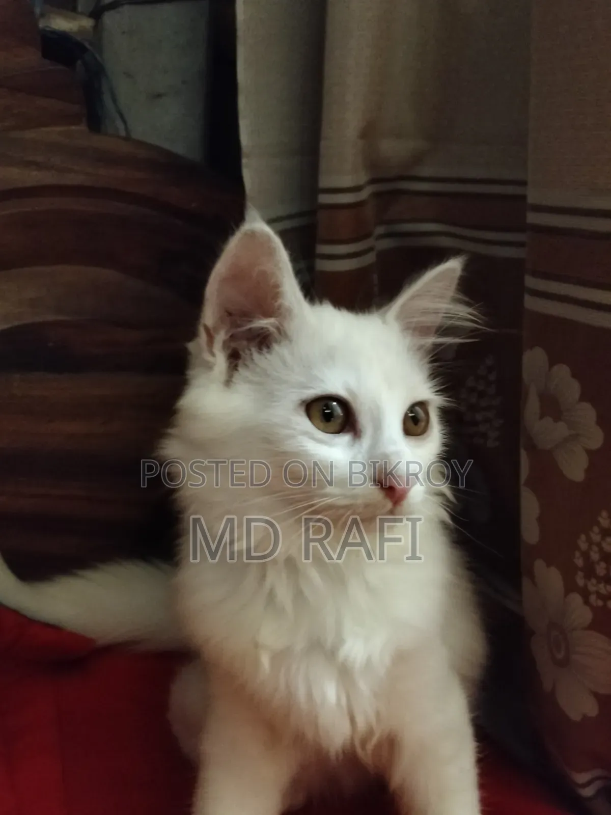 ১-৩ মাসের মেল পিউরব্রেড পার্সিয়ান