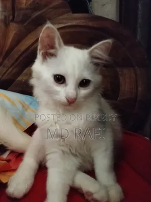 ১-৩ মাসের মেল পিউরব্রেড পার্সিয়ান