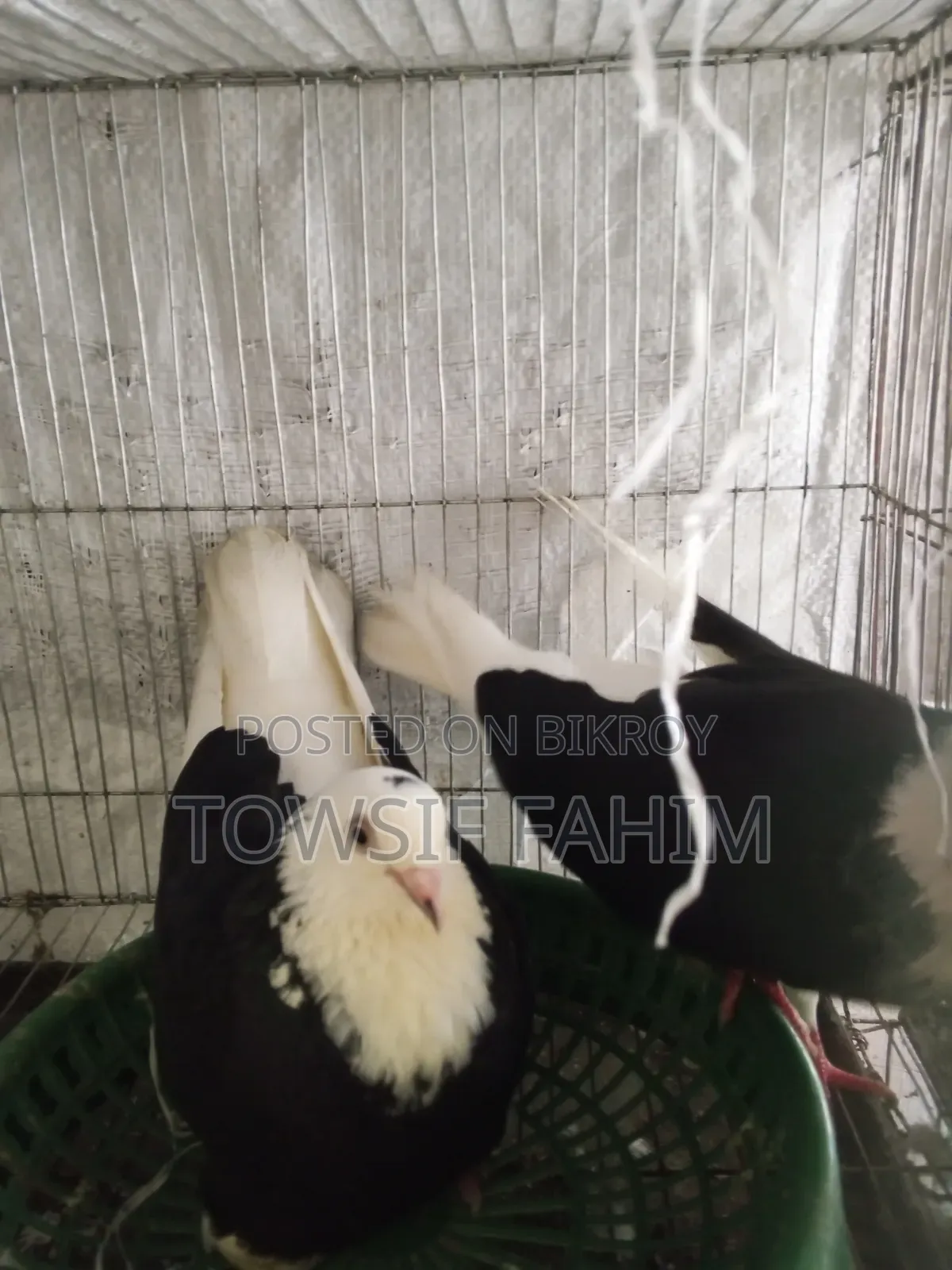 Godra Pigeon