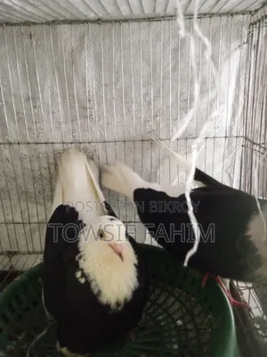 Godra Pigeon