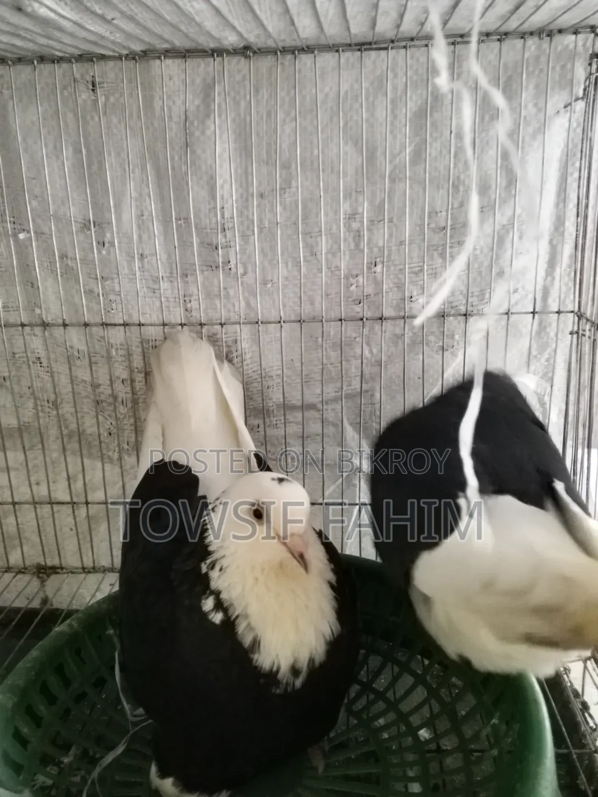 Godra Pigeon