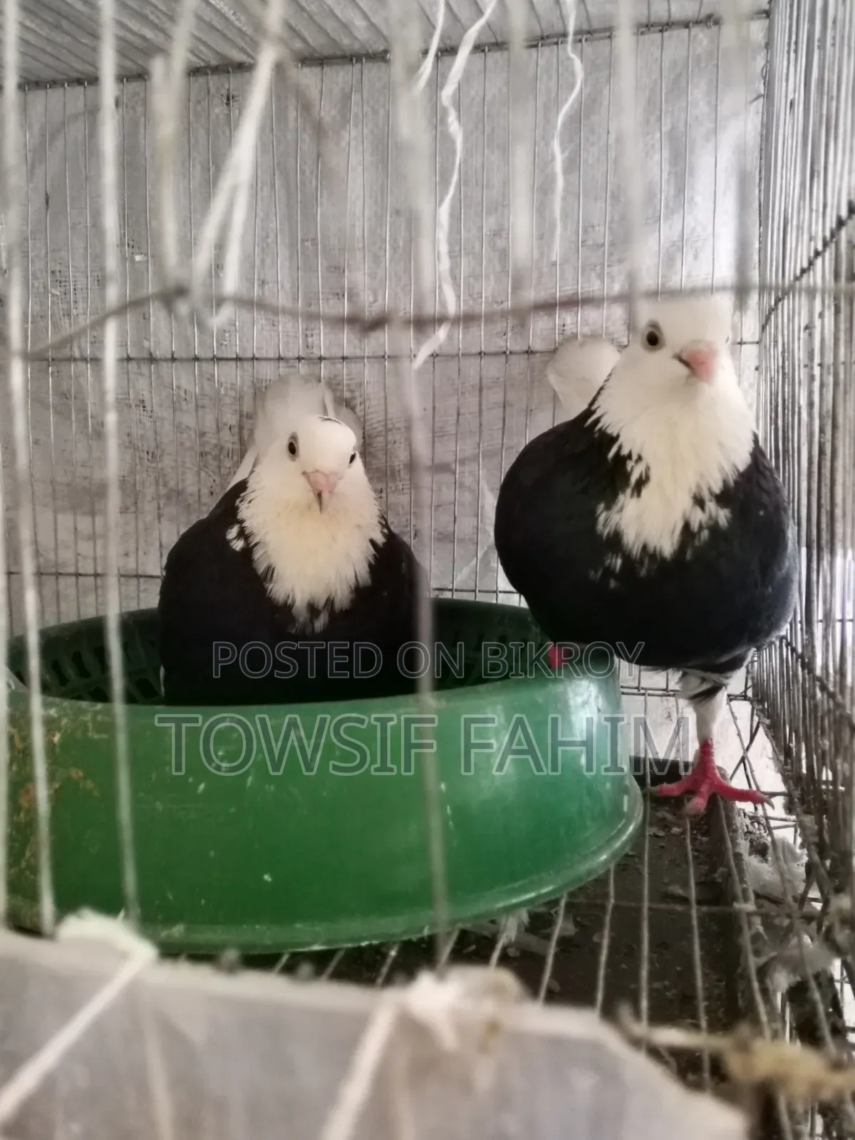 Godra Pigeon