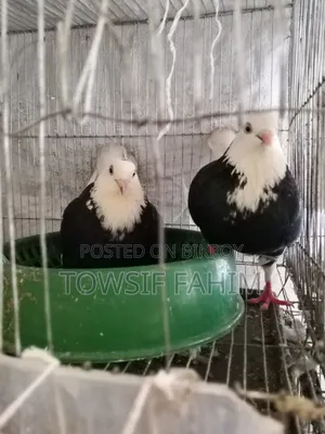 Godra Pigeon