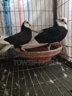 Baby Fancy Pigeon Pair
