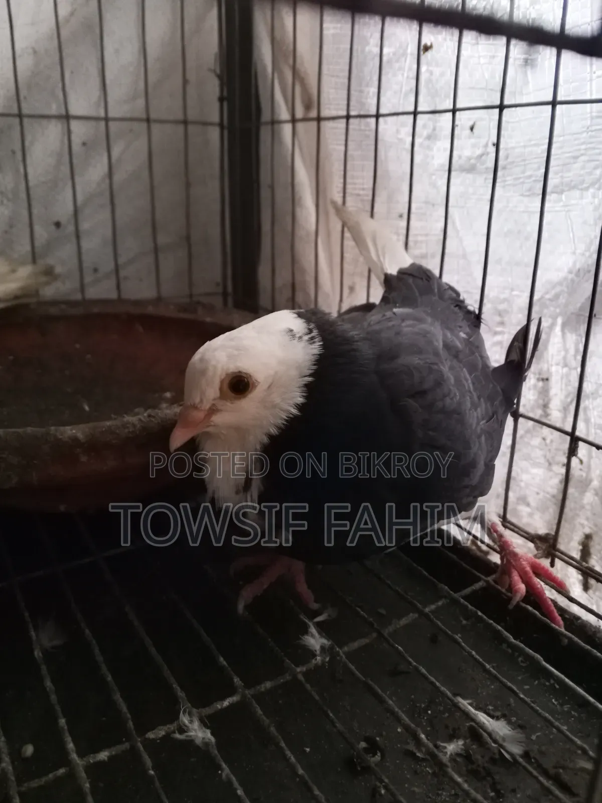 Baby Fancy Pigeon Pair