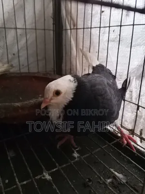 Baby Fancy Pigeon Pair