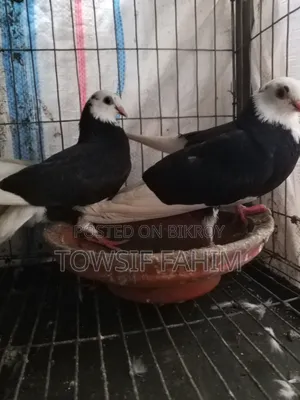 Baby Fancy Pigeon Pair
