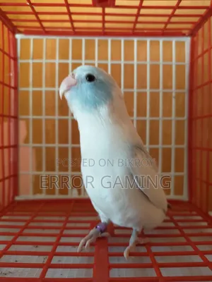 Pied Forpus