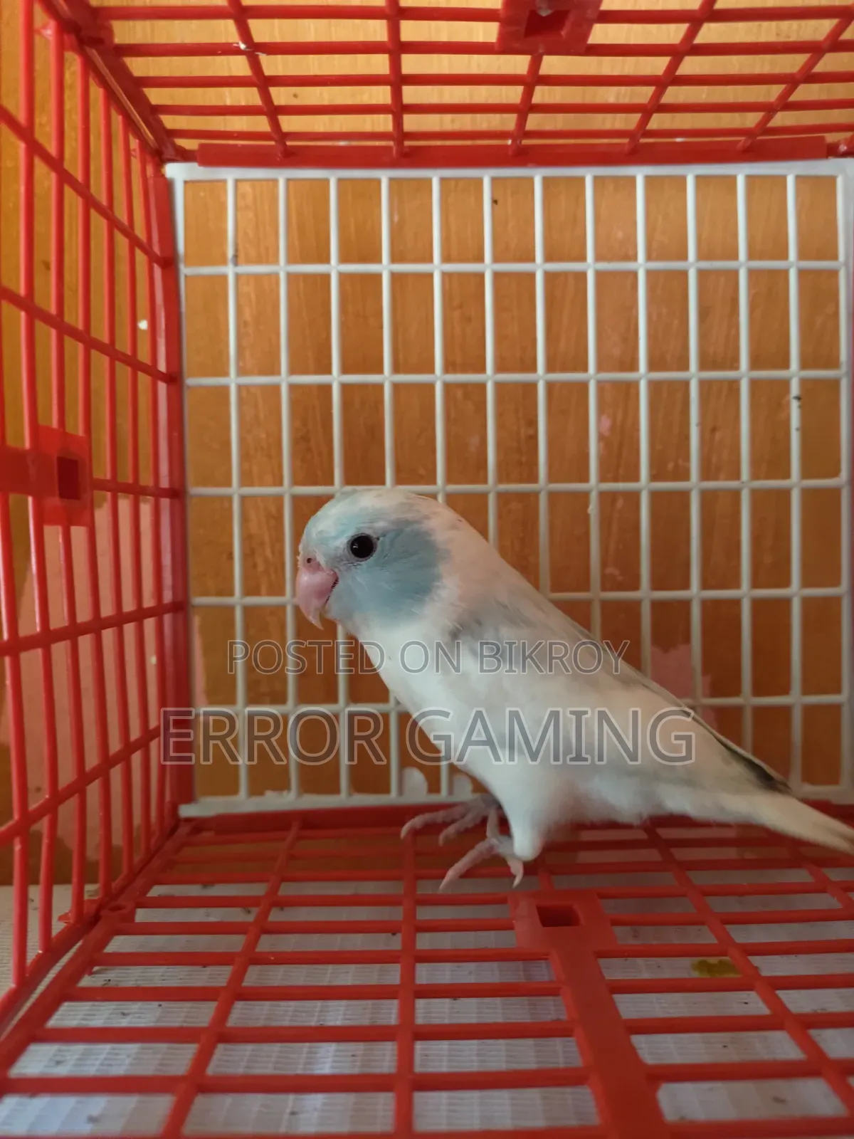 Pied Forpus