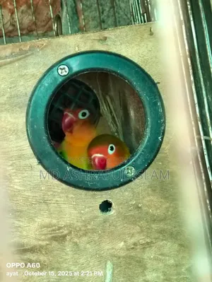 LoveBird