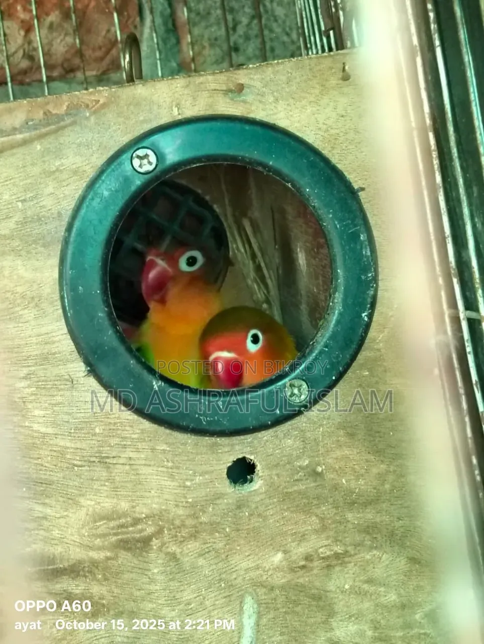 LoveBird