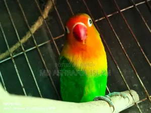 LoveBird