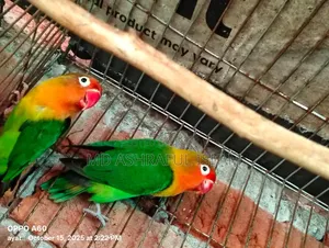 LoveBird