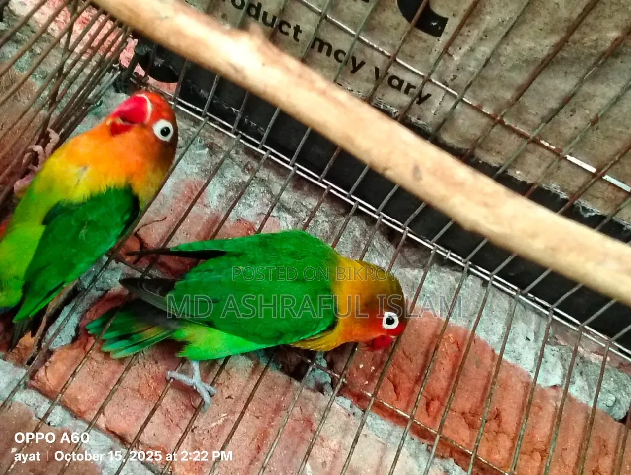 LoveBird