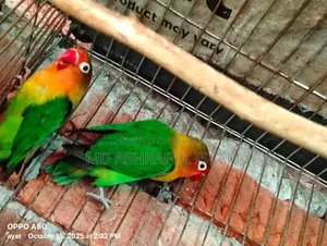 LoveBird