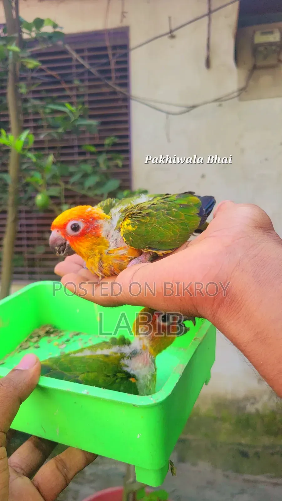 Sun Conure Tame Size