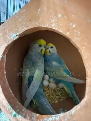 Rainbow Budgerigar