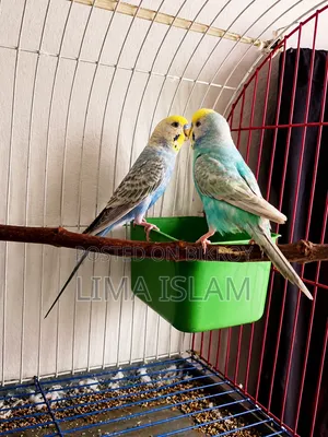 Breeding Budgie