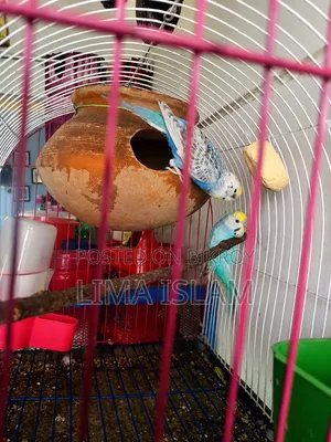 Breeding Budgie