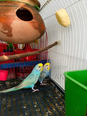 Breeding Budgie
