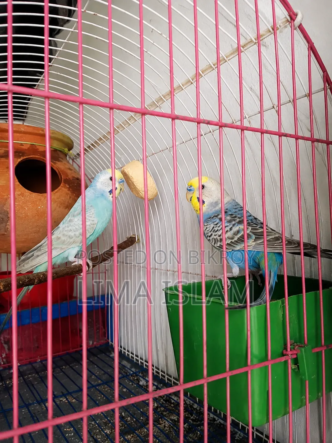 Breeding Budgie