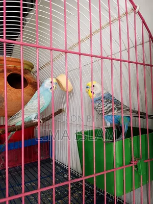 Breeding Budgie