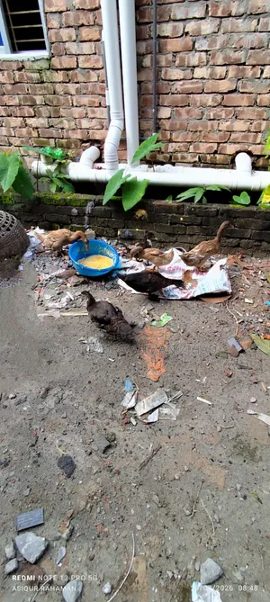 Local Ducks and Muscovy Ducks