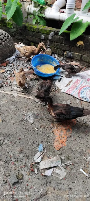 Local Ducks and Muscovy Ducks