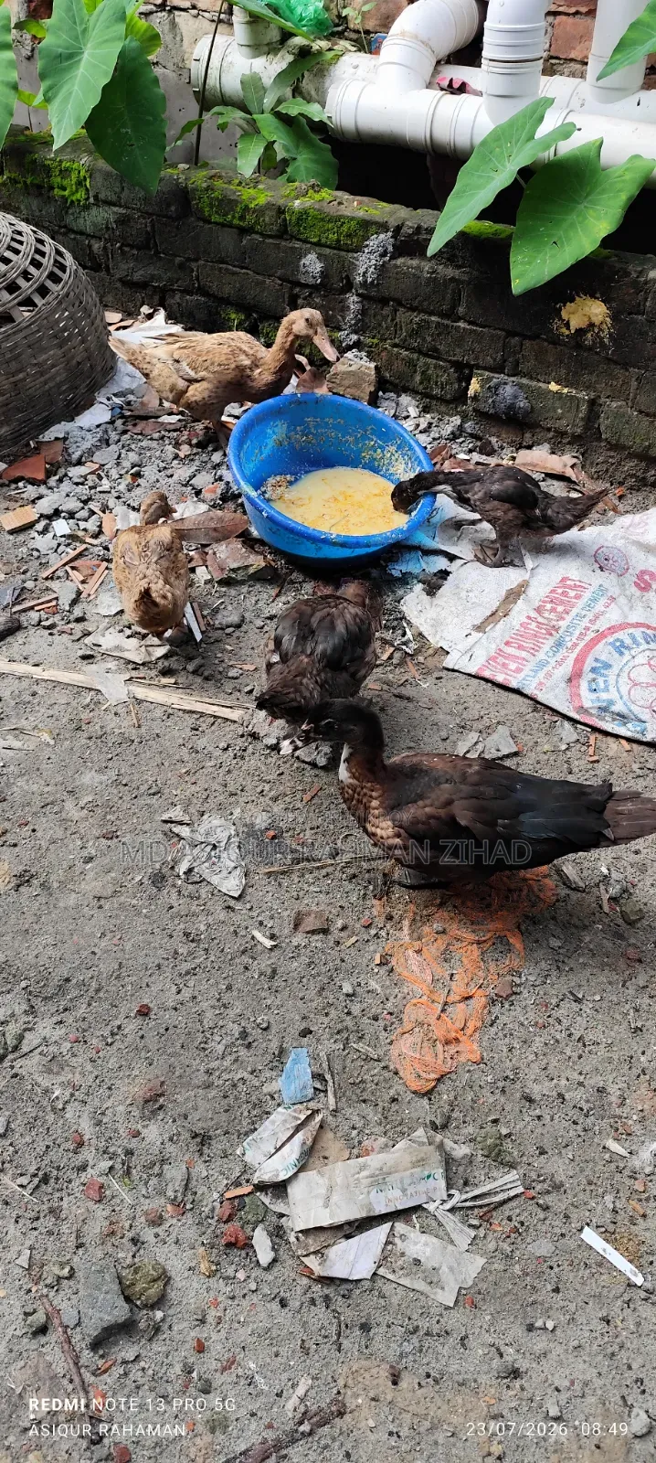 Local Ducks and Muscovy Ducks