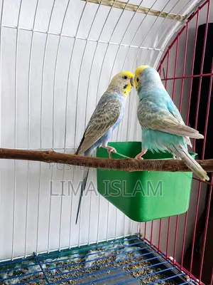 Breeding Budgie