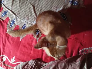 ১+ বছর বয়সী পুরুষ মিক্সড ব্রিড পার্সিয়ান