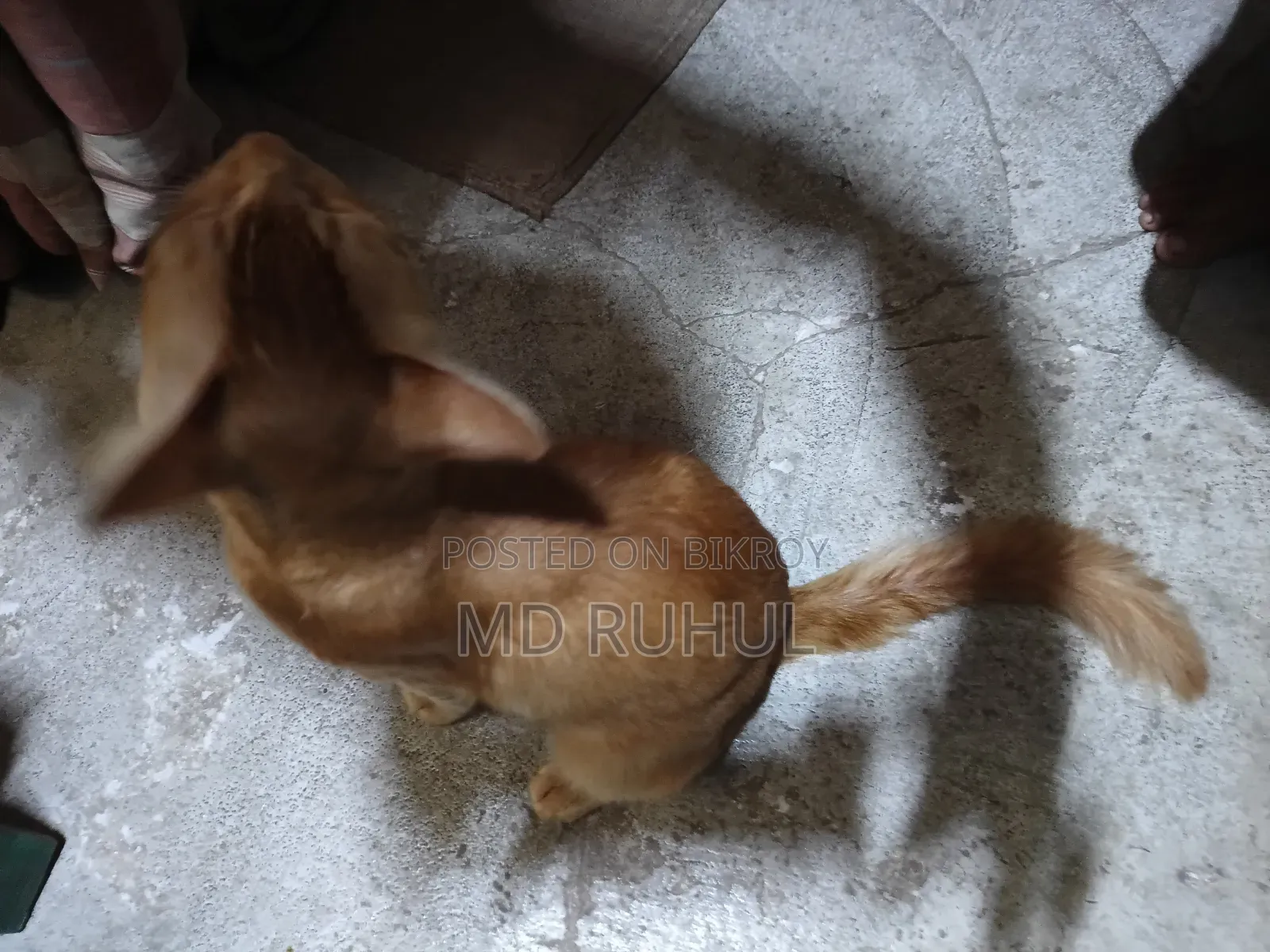 ১+ বছর বয়সী পুরুষ মিক্সড ব্রিড পার্সিয়ান