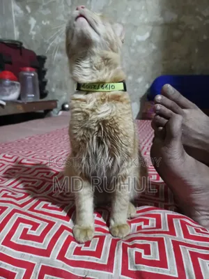 ১+ বছর বয়সী পুরুষ মিক্সড ব্রিড পার্সিয়ান