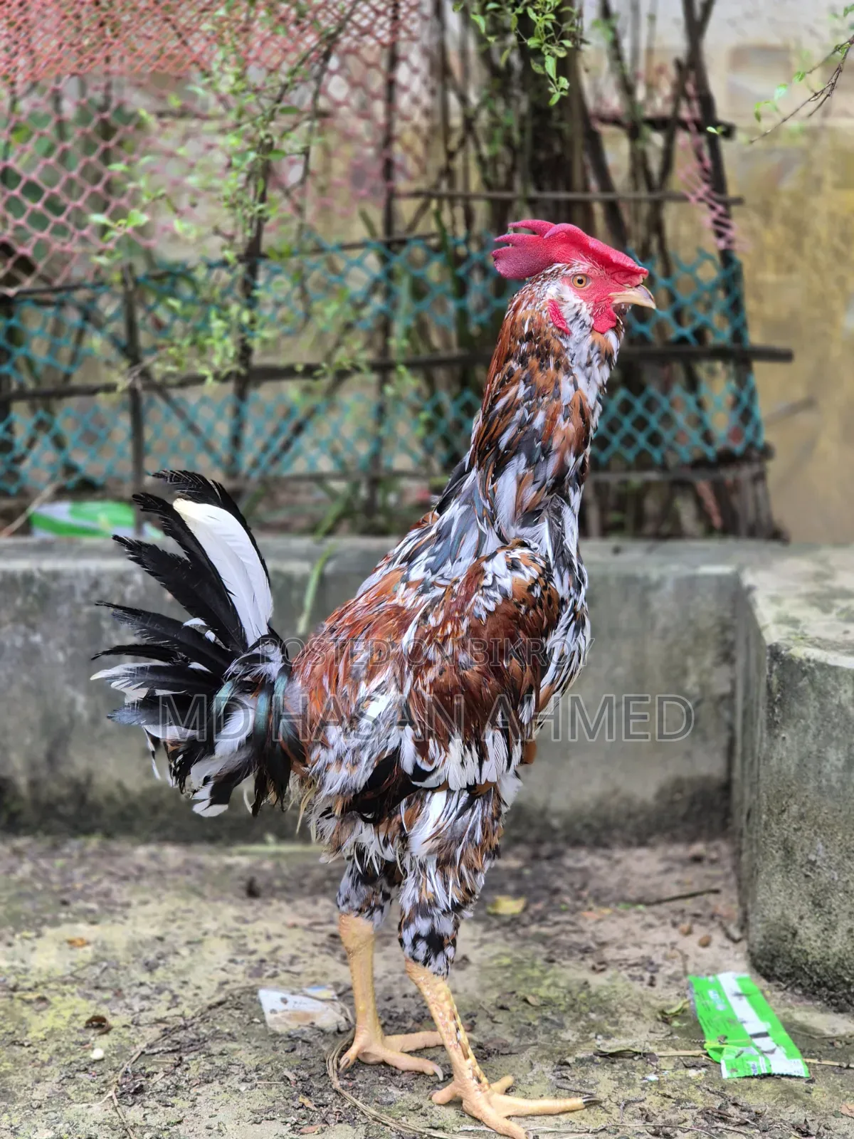 Hill Bearded Lojja Rooster
