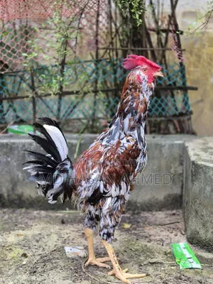 Hill Bearded Lojja Rooster