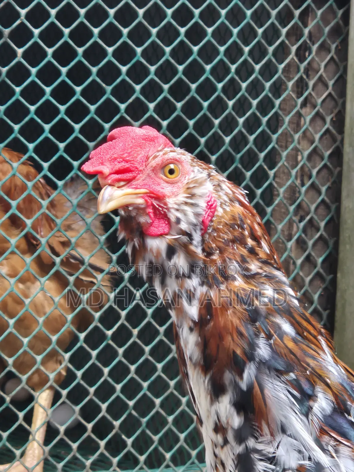 Hill Bearded Lojja Rooster