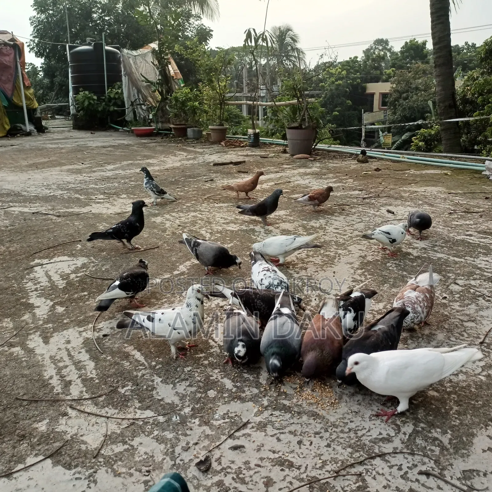 Pigeons for sale, Deshi and Gri Baaz