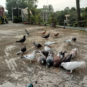 Pigeons for sale, Deshi and Gri Baaz
