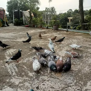 Pigeons for sale, Deshi and Gri Baaz